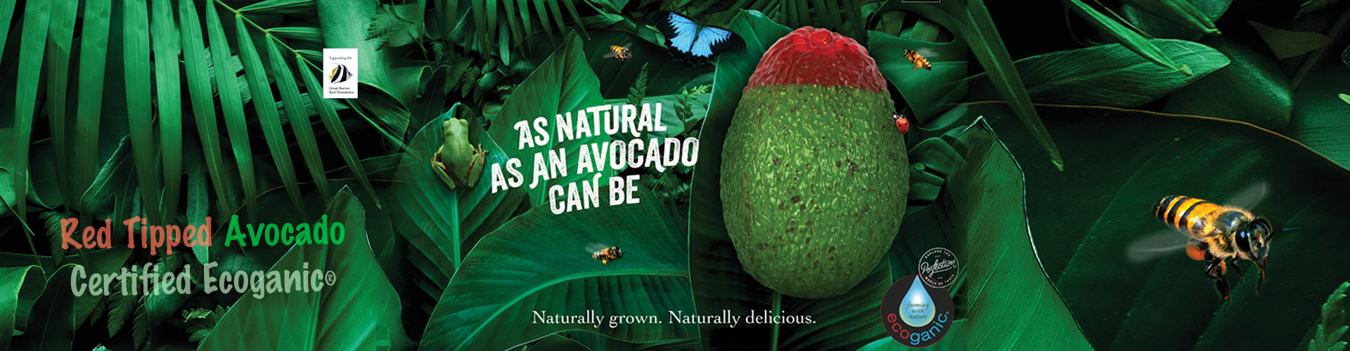 Red Tipped Avocado - Ecoganic Certified