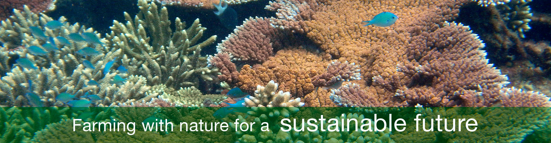 Our growing protocols help to protect the Great Barrier Reef