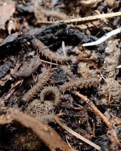 A healthy soil encourages the biodiversity. By drastically reducing the use of chemicals (both synthetic and organic) and minimize the impact on the soil, the habitat and the nearby waterways.