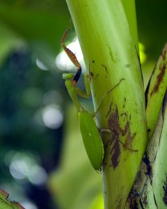 Ecoganics® creates a vibrant ecosystem where all creatures great and small – organisms, insects, reptiles, birds, and other animals could help us grow his crops.