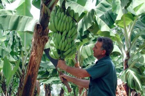 Ecoganic™ bananas are harvested by hand. Our pickers use a cane knife to cut the branch and lower the fruit onto their shoulders.