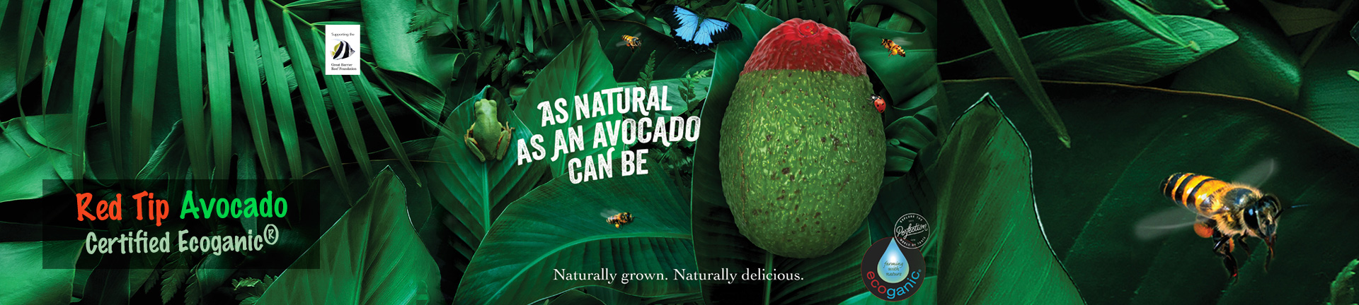 Red Tip Avocado - Certified Ecoganic