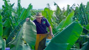 Continual monitoring of the plants and environment to ensure our protocols are adhered to.