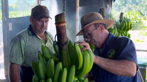 Inspecting the harvested fruit.