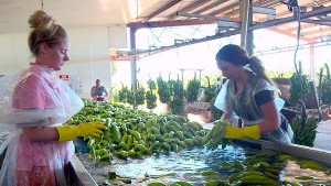 The fruit is carefully washed by hand. Shed water from the washing process is discharged and filtered before entering a settling pond. Unlike most settling ponds, ours supports a vast number of reptiles, birds and other aquatic life, which is a vibrant indicator of the water quality.