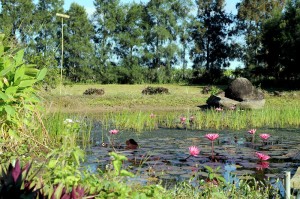 Ponds strategically placed to catch runoff and attract wildlife.