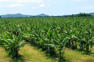 Our farm showing the large grassed inter row spacing.