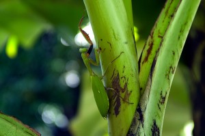 Praying Mantids are excellent predators and feed on a variety of insects, including moths, crickets, grasshoppers and flies as part of their role in creating the balance in the insect kingdom.