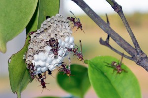 Paper Wasps are essential workers because they replace pesticides that farmers would normally have to use to control moths and weeds.