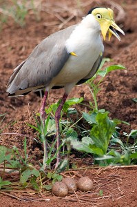 Masked Lapwing guarding eggs - photographed on Frank & Dianne Sciacca's farm.