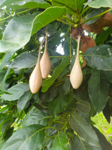 Avocado spider cocoons