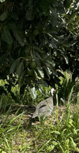 Guinea fowl amongst the Avocados
