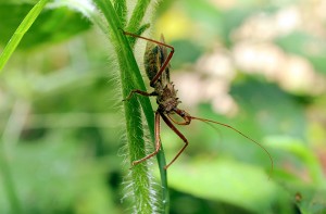 Healthy insect population is encouraged