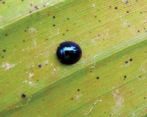 Blue Shield Beetle