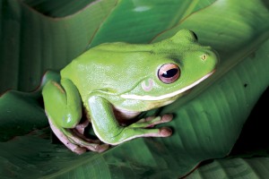 Frogs are very sensitive and do not tolerate unhealthy living environments. 