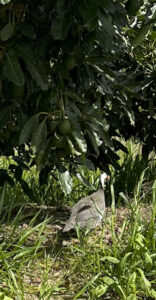 Guinea fowl amongst the Avocados